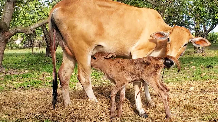 First Mother Cow Feeding Calf - New born Calf Milking