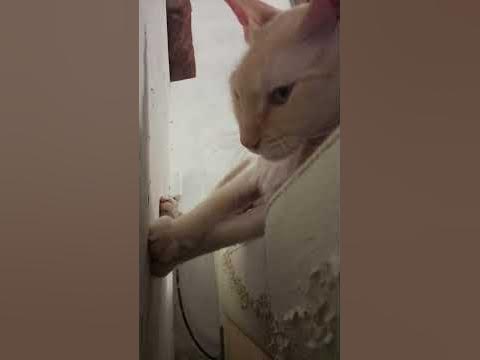 дикая кошка ПИРАМИДА отдыхает - YouTube