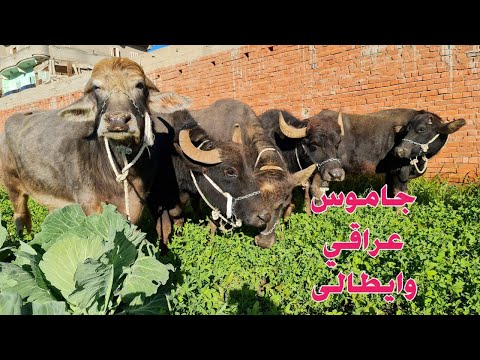 لأول مره جاموس ايطالي وجاموس عراقي من مزرعة جنة الرضا