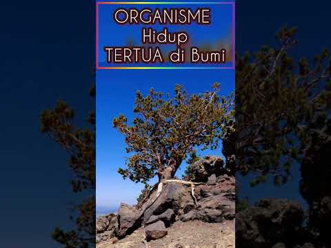 Video: Penumbuhan Pohon Pinus Bristlecone: Informasi Tentang Pohon Pinus Bristlecone