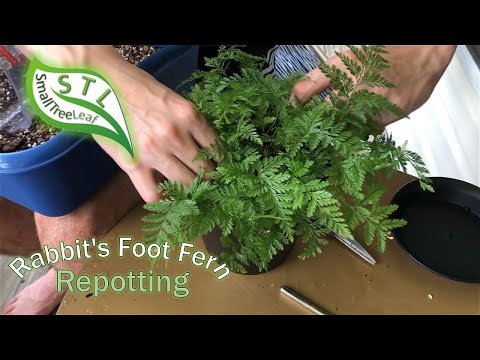 วีดีโอ: Rabbit's Foot Fern Fern Repotting - เมื่อไหร่และอย่างไร Repot A Rabbit's Foot Fern