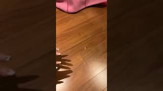 210328 BLACKPINK ROSÉ TIKTOK
