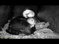 Coquet Island: 4 Puffin Burrow☀️18/05/26