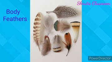 Bird---A flying Wonder_Class III_ Science