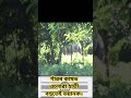 গাঁৱৰ কাষৰ জঙ্ঘলৰ পৰা হাতী ওলাই উপদ্ৰৱ চলালে। gao ke pass janghli hathi . #elephant #wildlife #fun