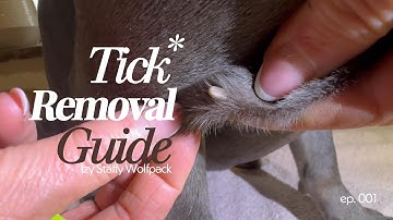 How to Safely Remove a Tick from Your Dog | Simple Tick Removal Guide Featuring Tommy 🐾