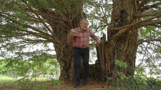 Ancient Yew Trees with Chris Baines
