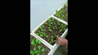 Growing purple bok choy in styrofoam containers for high yields, anyone can do it