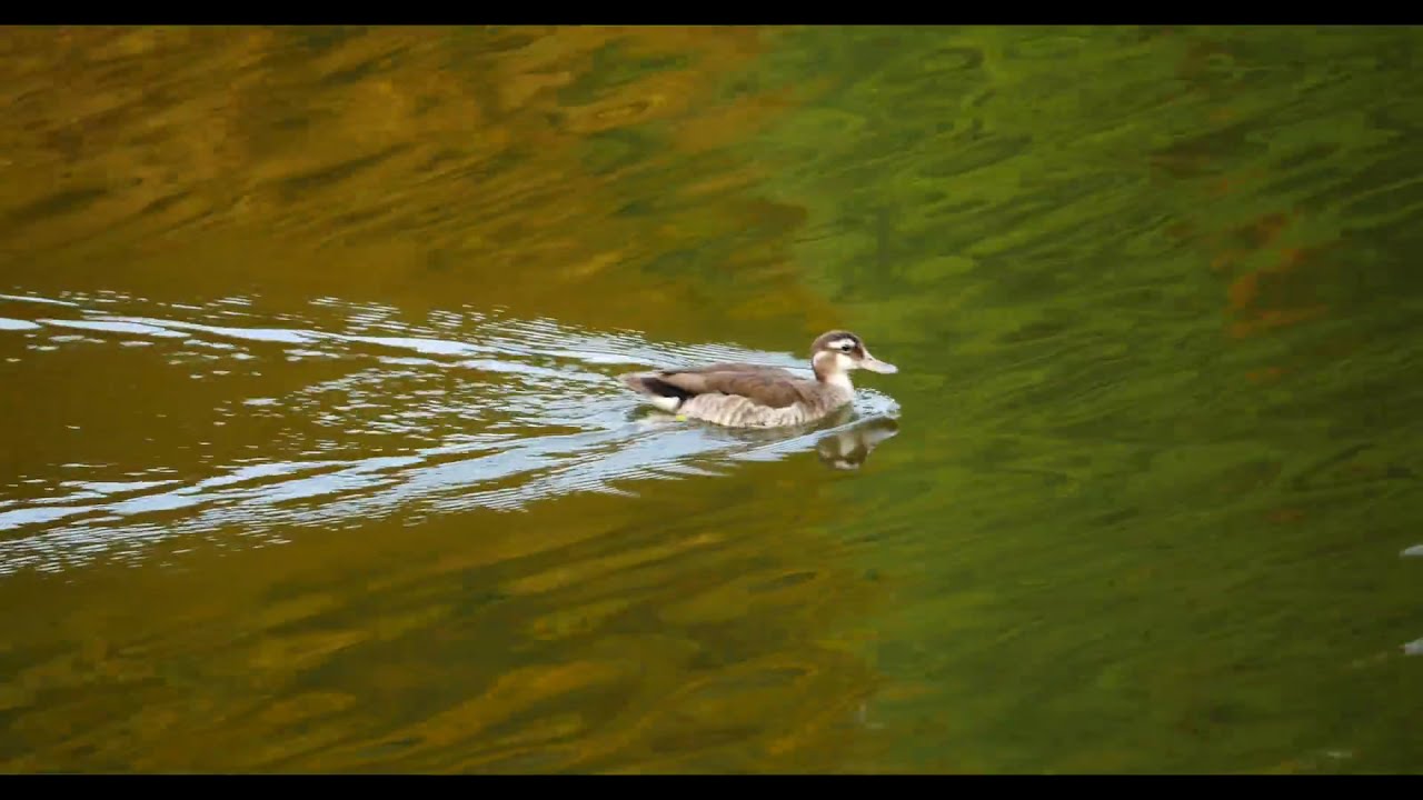Female Ringed Teal Call 