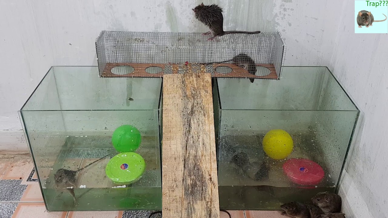 best mouse trap australia Homemade mouse trap with glass bottle/Water bottle mouse traps/How Mouse Trap