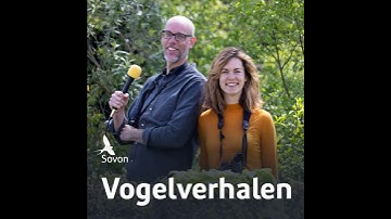 Vogelverhalen 16: De Gierzwaluw