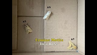Three ermine moths playing dead
