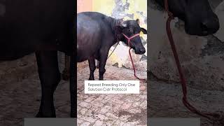Repeat Breeder का 100% इलाज | CIDR Protocol से Guaranteed Result #BuffaloFarming #VetDoctor