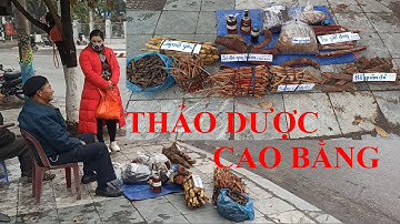 Không ngờ đây những cây thuốc quý, trò chuyện ông bán thuốc Nam tại Cao Bằng. Thầy thuốc thảo dược