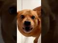 飼い主に裏切られた犬