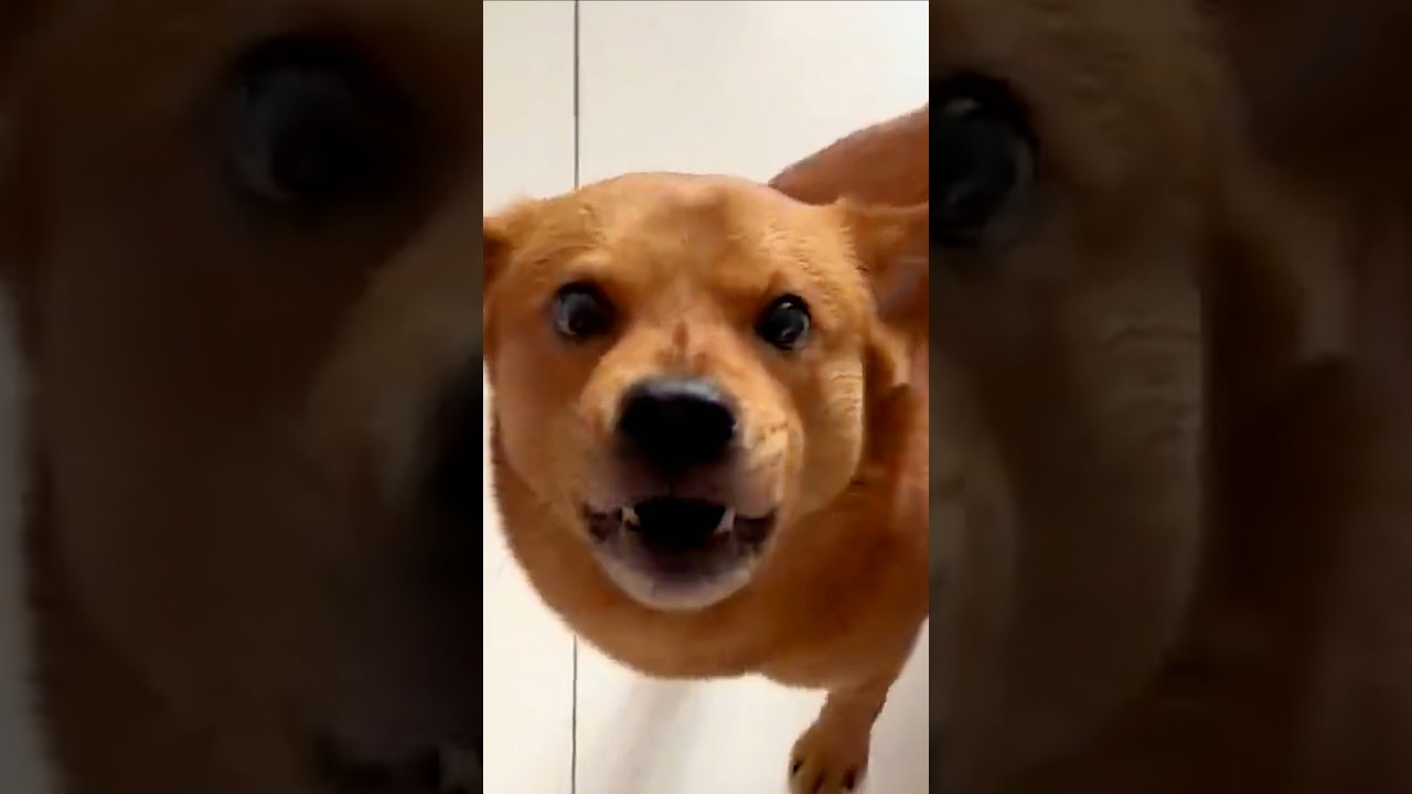 飼い主に裏切られた犬