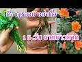 วิธีปักชำกิ่งกุหลาบในน้ำ ให้ออกราก กิ่งไม่เน่า การขยานพันธุ์กุหลาบจากกิ่ง ปลูกกุหลาบแบบง่ายๆ