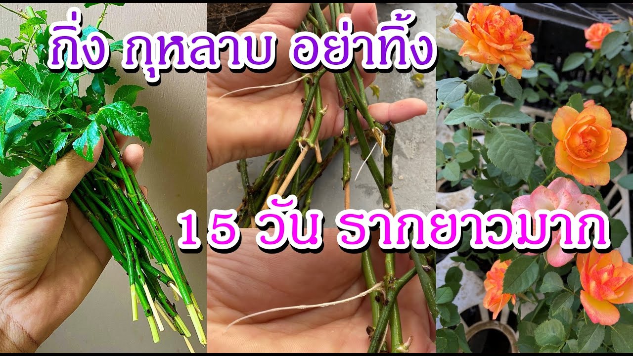 วิธีปักชำกิ่งกุหลาบในน้ำ ให้ออกราก กิ่งไม่เน่า การขยานพันธุ์กุหลาบจากกิ่ง ปลูกกุหลาบแบบง่ายๆ