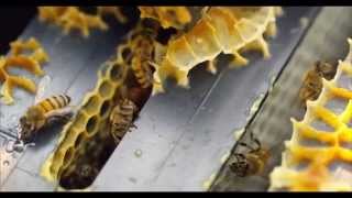 Bal Arılarının Kovaniçi Hd Çekimi Honey Bees Ultra Hd