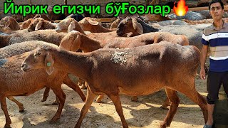 Қирғизистон🇰🇬йирик егизчи бўғозларидан олишга улгуринг