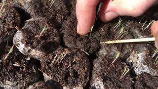 TRANSPLANTING PAPAVER SOMNIFERUM SEDLINGS