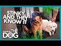No Washing and Lots of Pooping Causes a Stink! | It's Me or the Dog