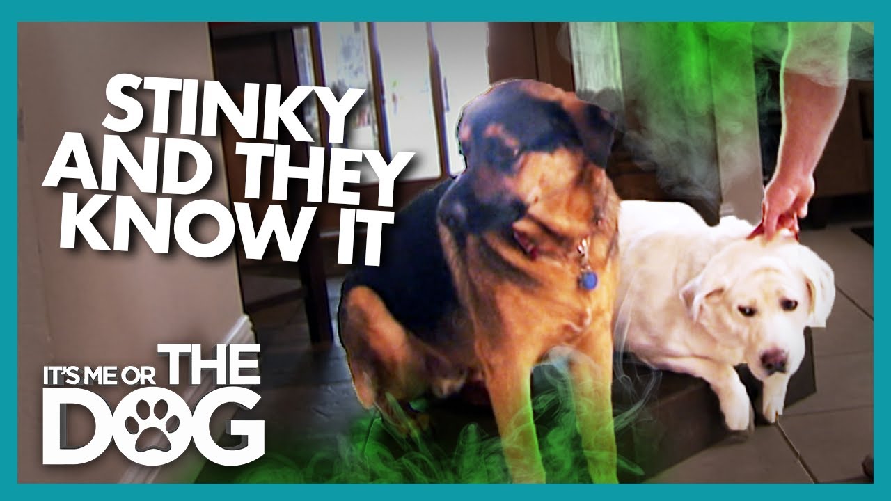 No Washing and Lots of Pooping Causes a Stink! | It's Me or the Dog