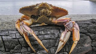 Facts: The Dungeness Crab