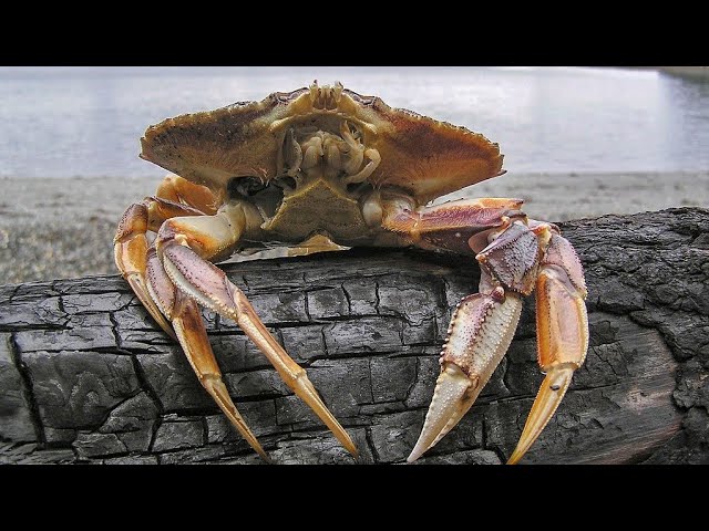 Kids Love Crabs! Dungeness Crab Fishing in Northern California Catch and  Cook 