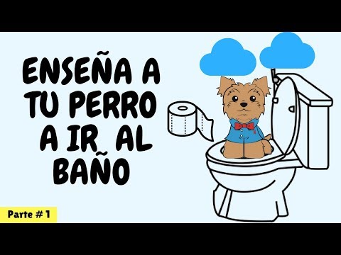 Video: Cómo Entrenar A Tu Yorkie Para Ir Al Baño