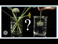 Dandelion Behavior in Soapy Water