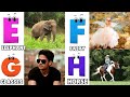 ABC Phonics Song - Toddler Learning Video Songs , A for Apple , Nursery Rhymes , Alphabet song