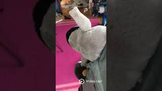 The dramatic GOAL 11 crash #plane #stuffedanimals #shorts