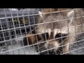 Trapper Adair releasing a nuisance raccoon to his new home