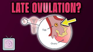 Late ovulation: Causes, treatment and effect on fertility