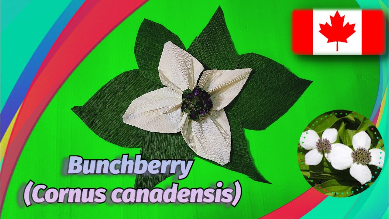 Pretty Flower Ideas | Canada Day Fête du Canada