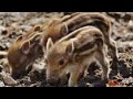 Suara anak babi hutan ampuh buat manggil indukan