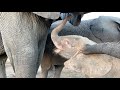 Orphaned elephant Khanyisa opens the orphanage gate all on her own!