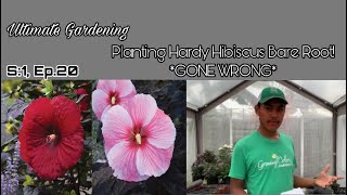 Planting Bare Root Hardy Hibiscus!🌺 *GONE WRONG* S:1, Ep.20//Ultimate Gardening