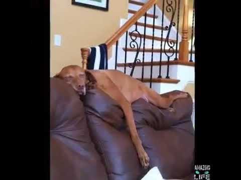 собака спит с кошкой