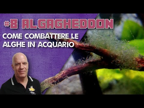 Algagheddon: come combattere le alghe in acquario!
