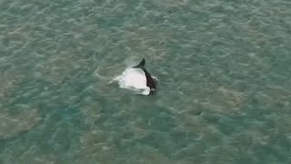 video: Lost whale swims free from crocodile-infested river in Australia