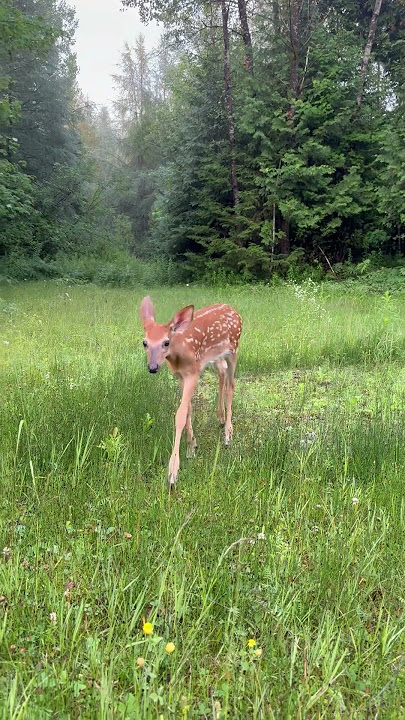 Elfie curious and full of life! #wildliferehab