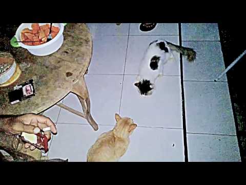 ANGGORA DOYAN BUAH-BUAHAN