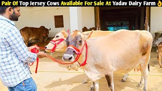 Pair Of Top Jersey Cows Available For Sale At Yadav Dairy Farm/यादव डेरी फार्म पर जर्सी गाय का जोड़ा
