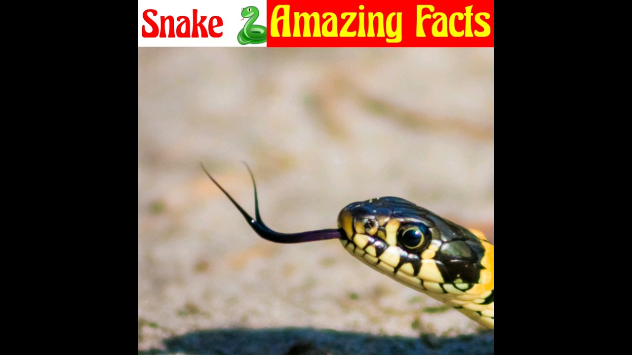 Snakes 🐍 Interesting Facts | Amazing facts about Snakes | 