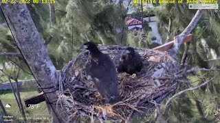 Web Extra Ron And Ritas Baby Bald Eagles Preparing To Take Flight