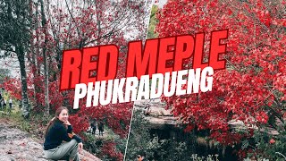 ตามล่าหาเมเปิ้ลแดง | KIMDEAR diary p64 | Phu Kradueng