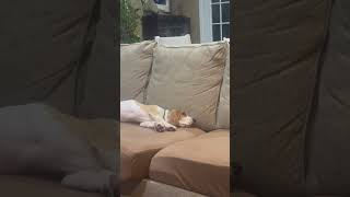 Mississippi Bassett Meets Cat #bassethounds
