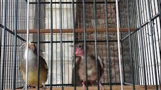 Cucak Jenggot anakan